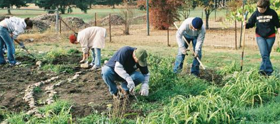 Community Gardens